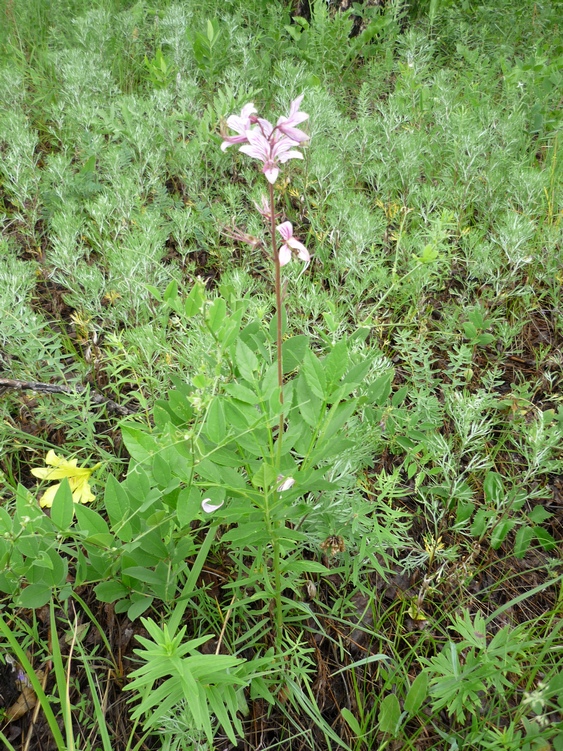Изображение особи Dictamnus dasycarpus.