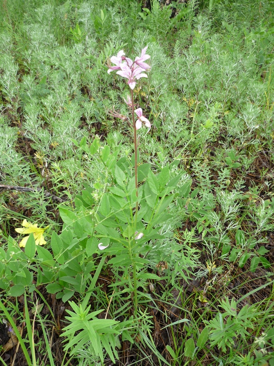 Изображение особи Dictamnus dasycarpus.