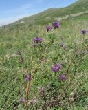 Astragalus austroaltaicus