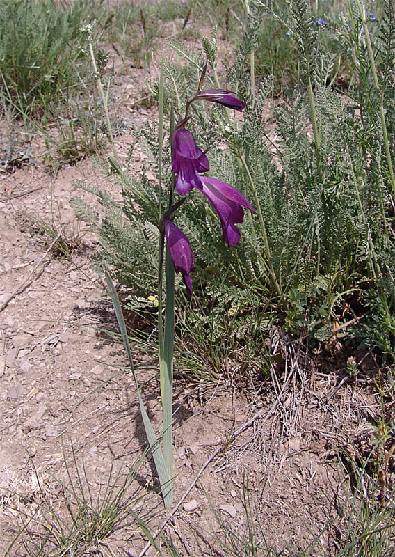 Изображение особи Gladiolus atroviolaceus.