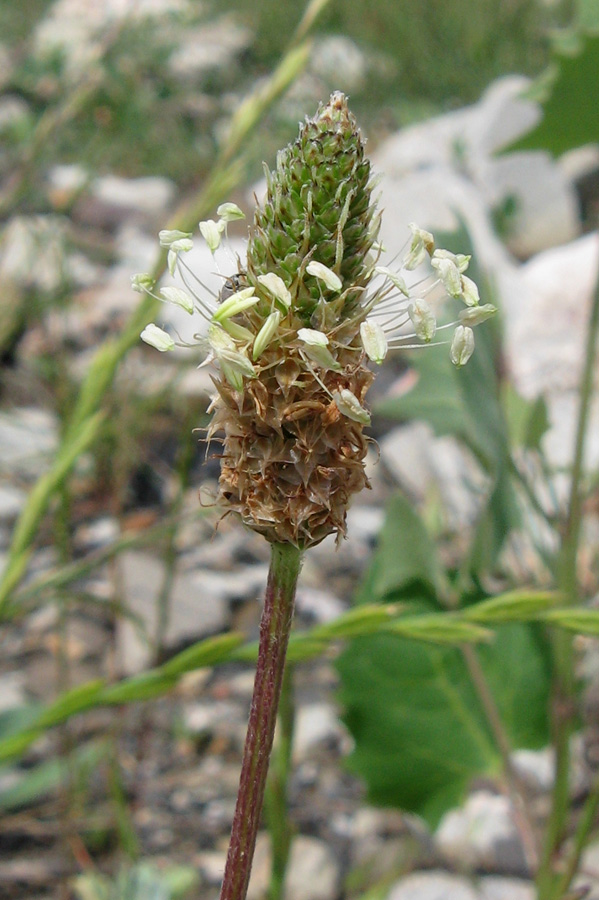 Изображение особи Plantago lanceolata.