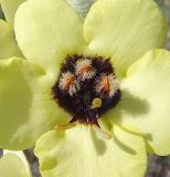 Verbascum formosum