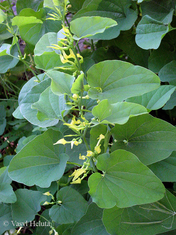 Image of Aristolochia clematitis specimen.