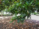 Magnolia grandiflora