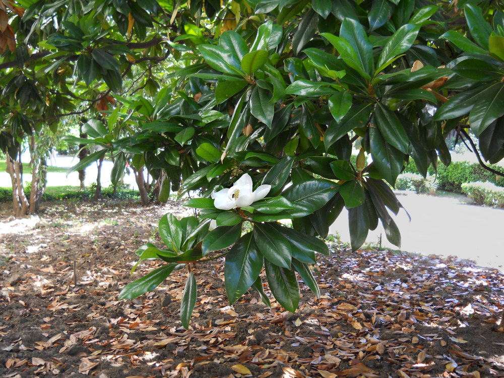 Изображение особи Magnolia grandiflora.