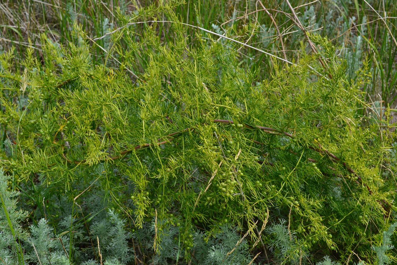 Изображение особи Asparagus verticillatus.