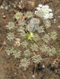 Pimpinella peregrina. Соплодие с галлом (в центре). Крым, Ялтинский заповедник, окр. пос. Кацивели. 30 июня 2012 г.