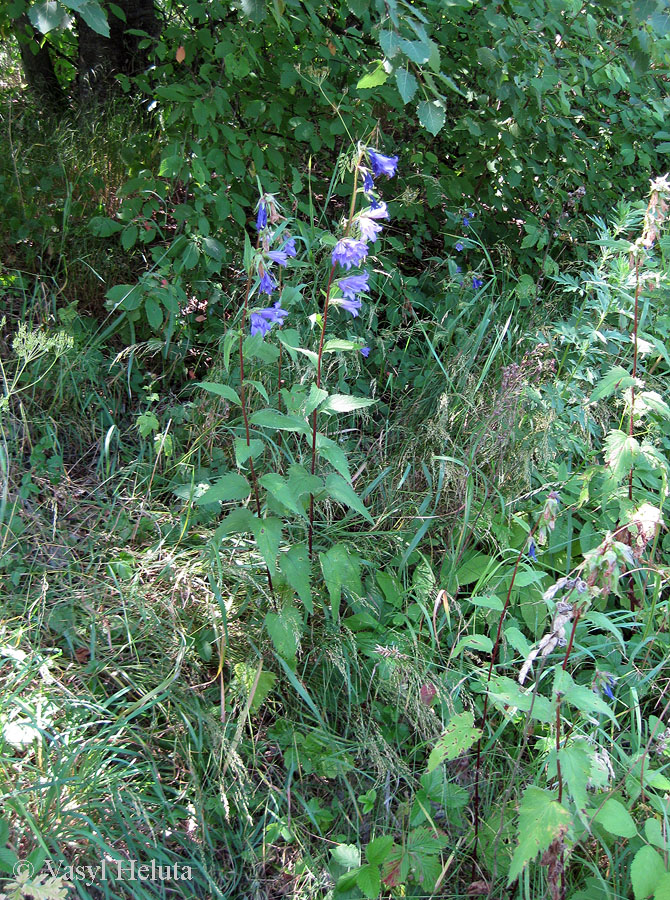 Изображение особи Campanula trachelium.