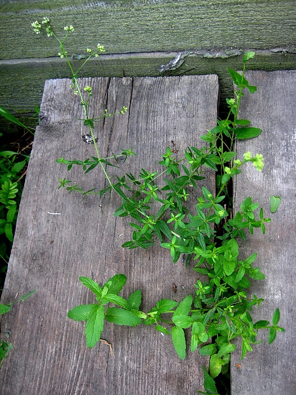 Image of Galium boreale specimen.