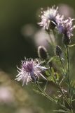 Centaurea stoebe. Верхушка растения с соцветиями. Ростовская обл., Аксайский р-н, окр. хут. Александровка. 14.07.2012.