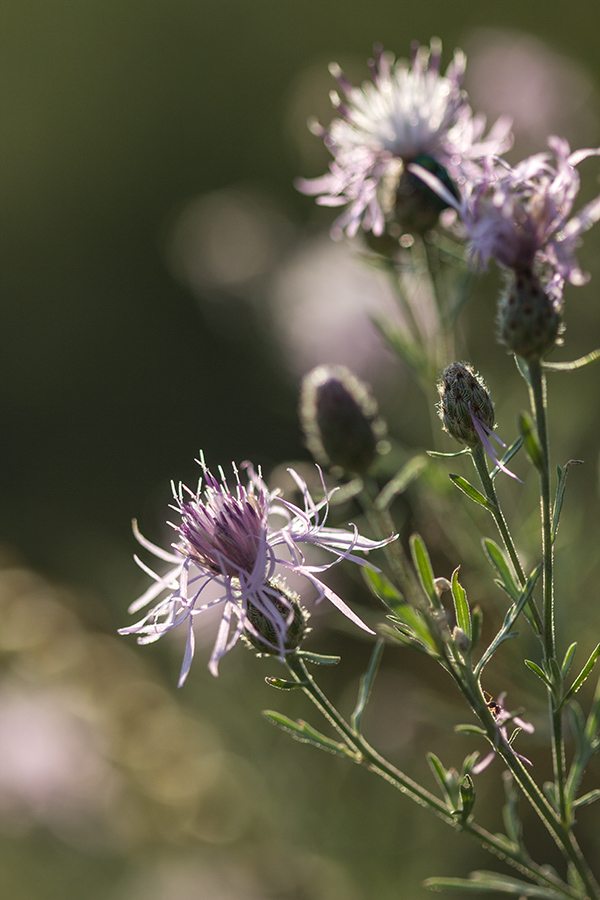 Изображение особи Centaurea stoebe.