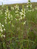 Stachys recta