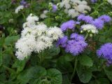 Ageratum houstonianum