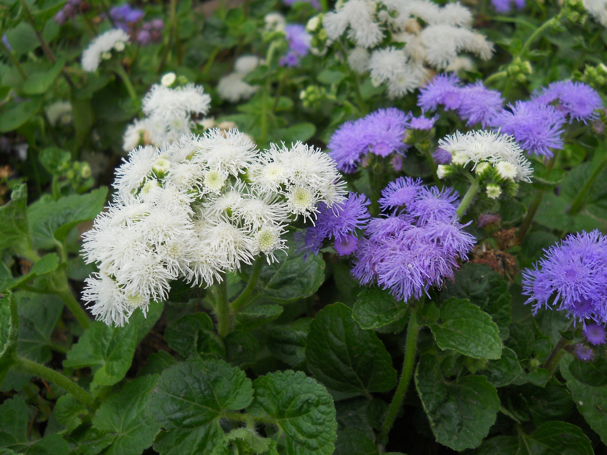 Image of Ageratum houstonianum specimen.