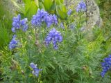 Aconitum nasutum