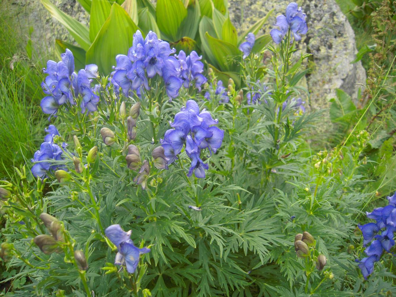 Изображение особи Aconitum nasutum.