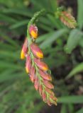 Crocosmia &times; crocosmiiflora