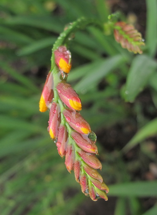 Image of Crocosmia &times; crocosmiiflora specimen.