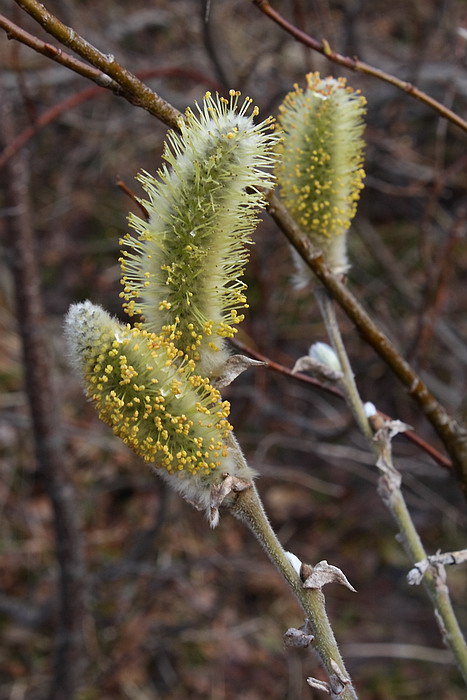 Image of Salix lanata specimen.