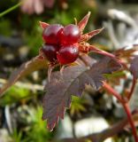 Rubus arcticus. Плод. Полярный Урал, берег р. Собь. 08.08.2012.