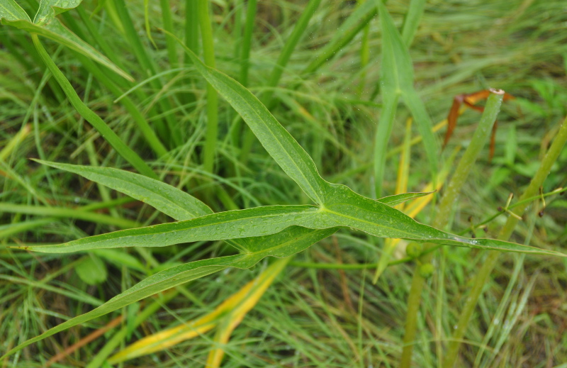 Image of Sagittaria trifolia specimen.