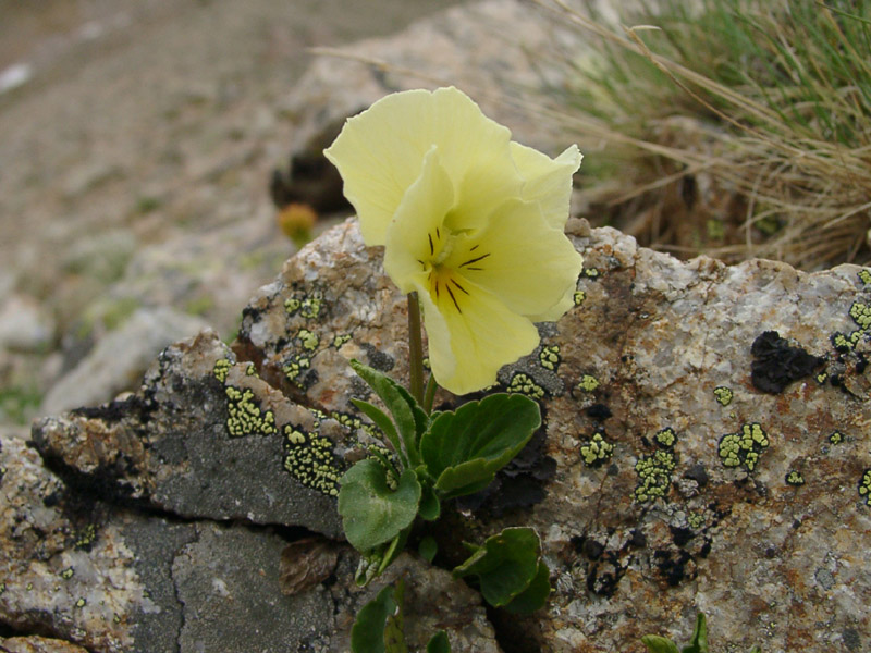 Изображение особи Viola oreades.