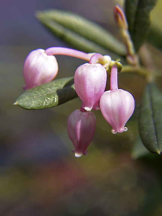 Изображение особи Andromeda polifolia.