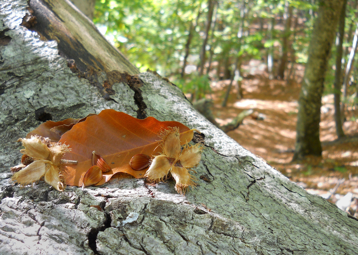 Image of Fagus &times; taurica specimen.