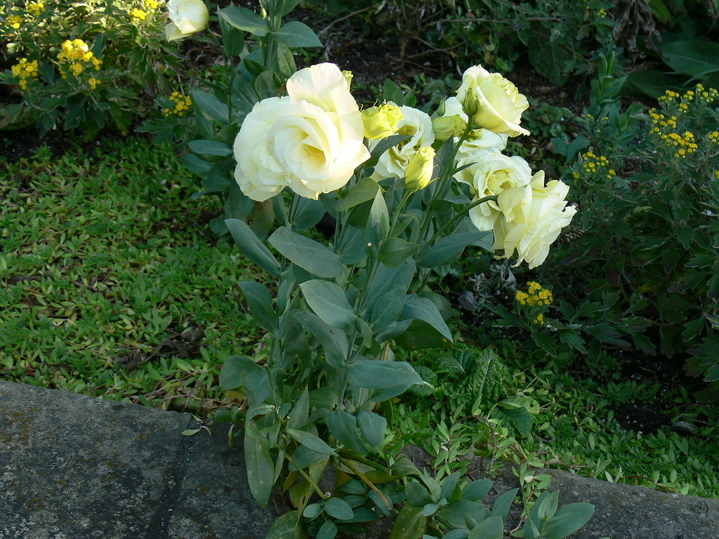 Изображение особи Eustoma grandiflorum.