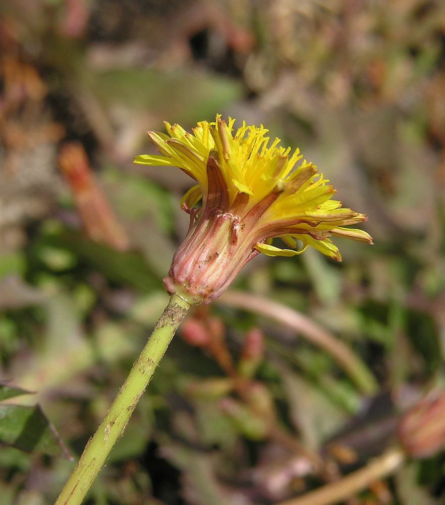 Изображение особи Taraxacum bessarabicum.