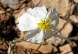 Helianthemum apenninum. Цветок. Испания, Каталония, Барселона, монастырь Монтсеррат, у тропы по уступу горного склона. 25.06.2012.