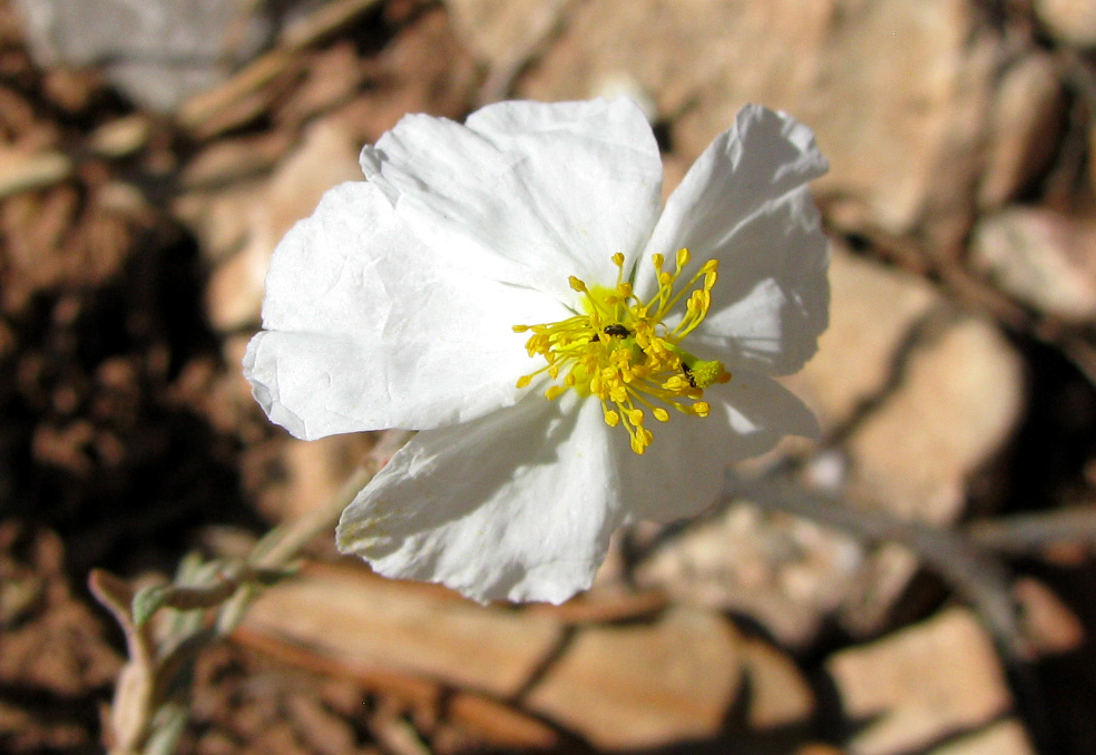 Изображение особи Helianthemum apenninum.