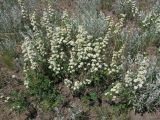 Spiraea hypericifolia. Цветущие растения в песчано-каменистой степи на южном склоне. Саратовская обл., Татищевский р-н. 6 мая 2012 г.