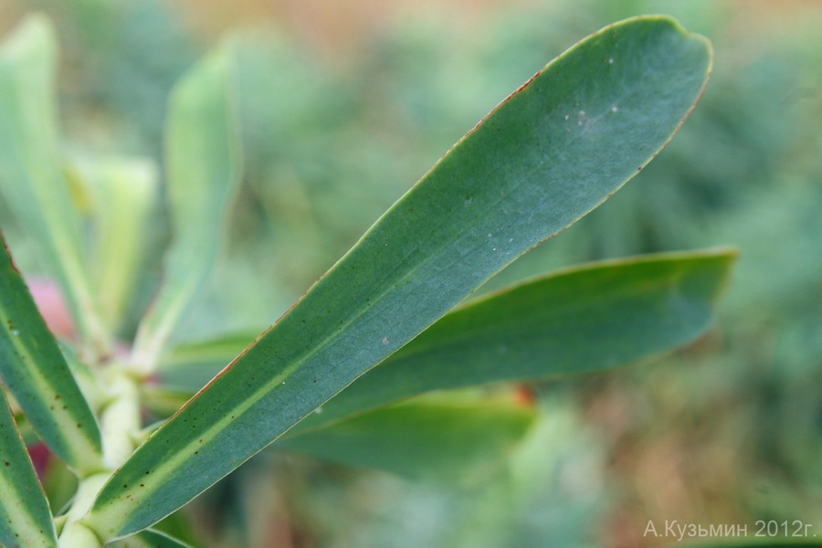 Изображение особи Euphorbia stepposa.