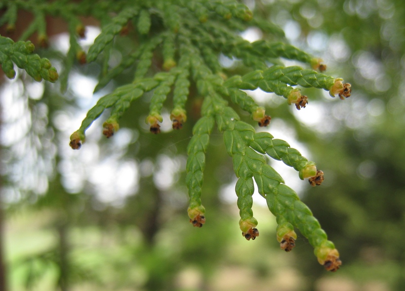 Изображение особи Thuja occidentalis.