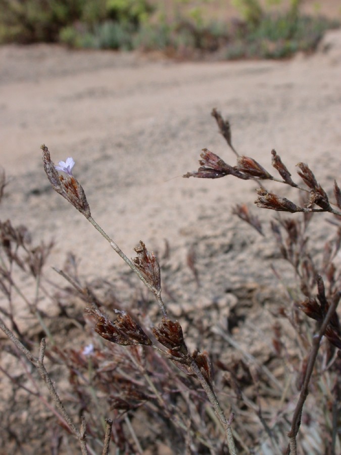 Image of Limonium galilaeum specimen.