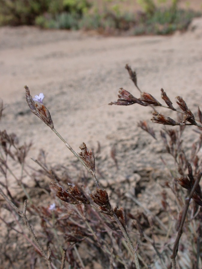 Изображение особи Limonium galilaeum.