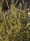 Salsola dendroides