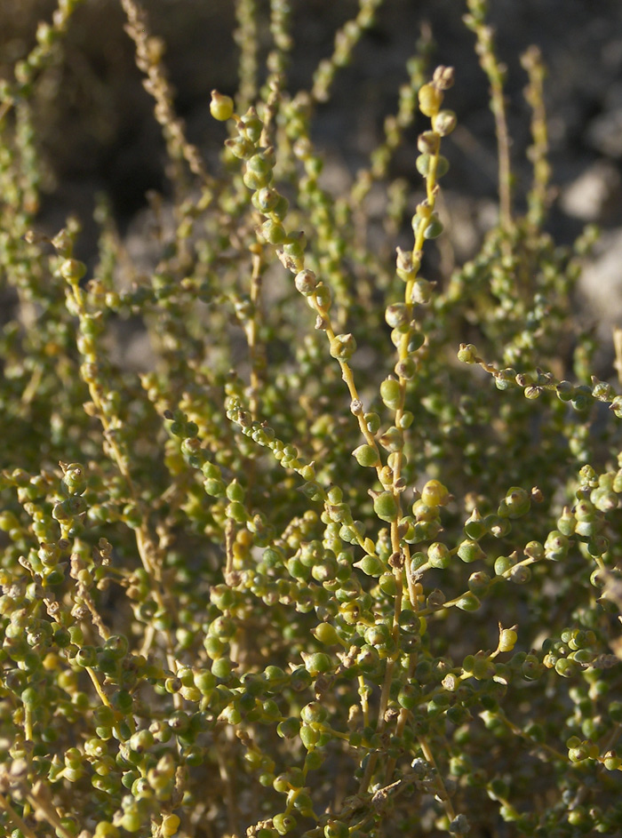 Изображение особи Salsola dendroides.
