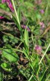 Polygala major. Часть побега. Абхазия, Гагрский р-н, окр. с. Бзыпта. 13.06.2012.