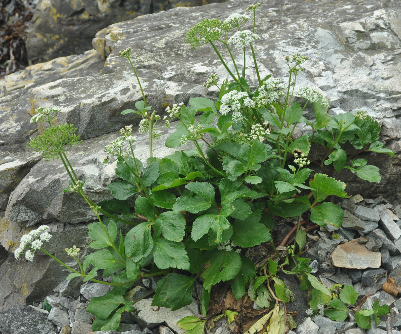 Image of Ligusticum scoticum specimen.