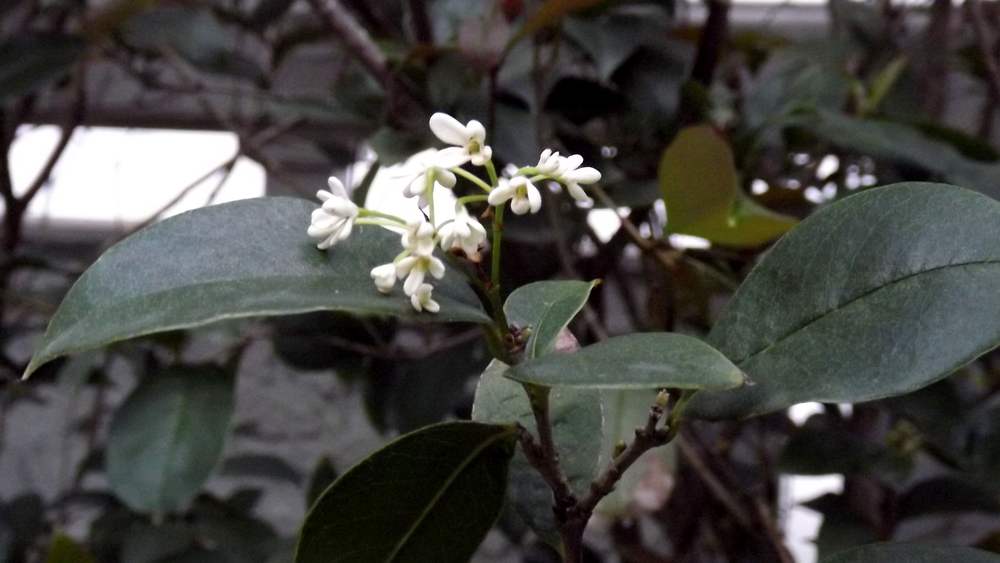 Изображение особи Osmanthus fragrans.