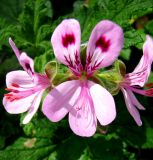 genus Pelargonium