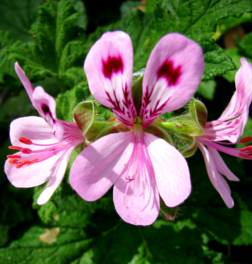 Изображение особи род Pelargonium.