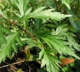 Artemisia integrifolia