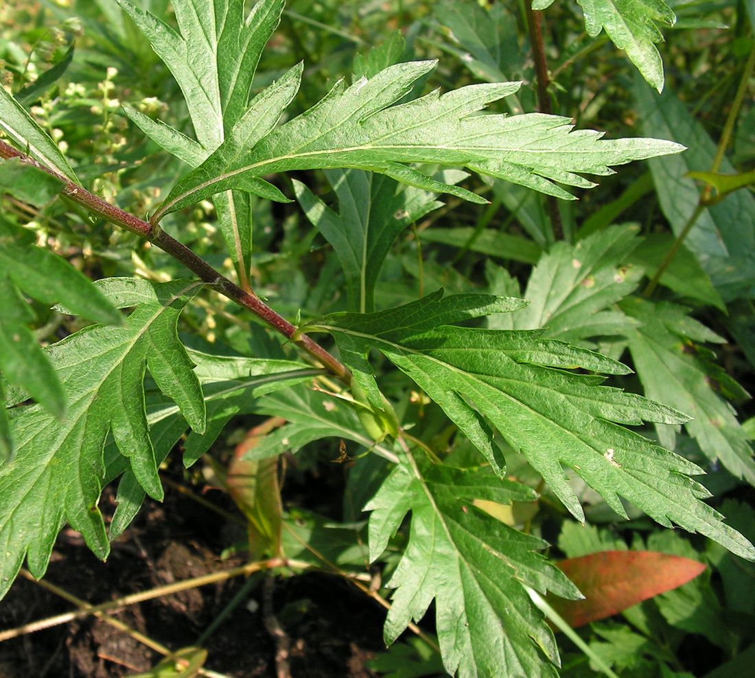 Image of Artemisia integrifolia specimen.