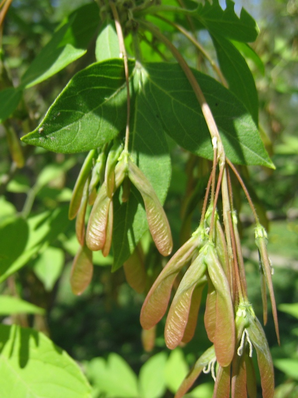 Image of Acer negundo specimen.