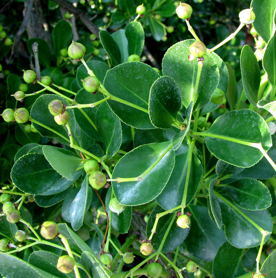 Изображение особи Euonymus japonicus.