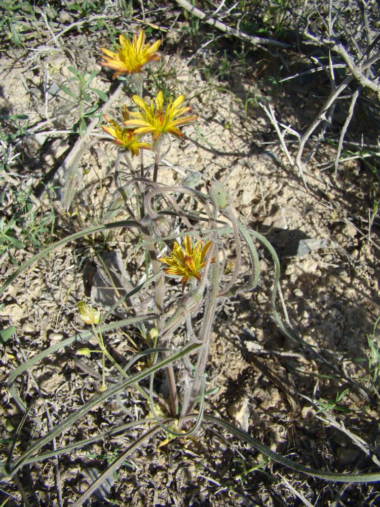 Image of Scorzonera sericeolanata specimen.