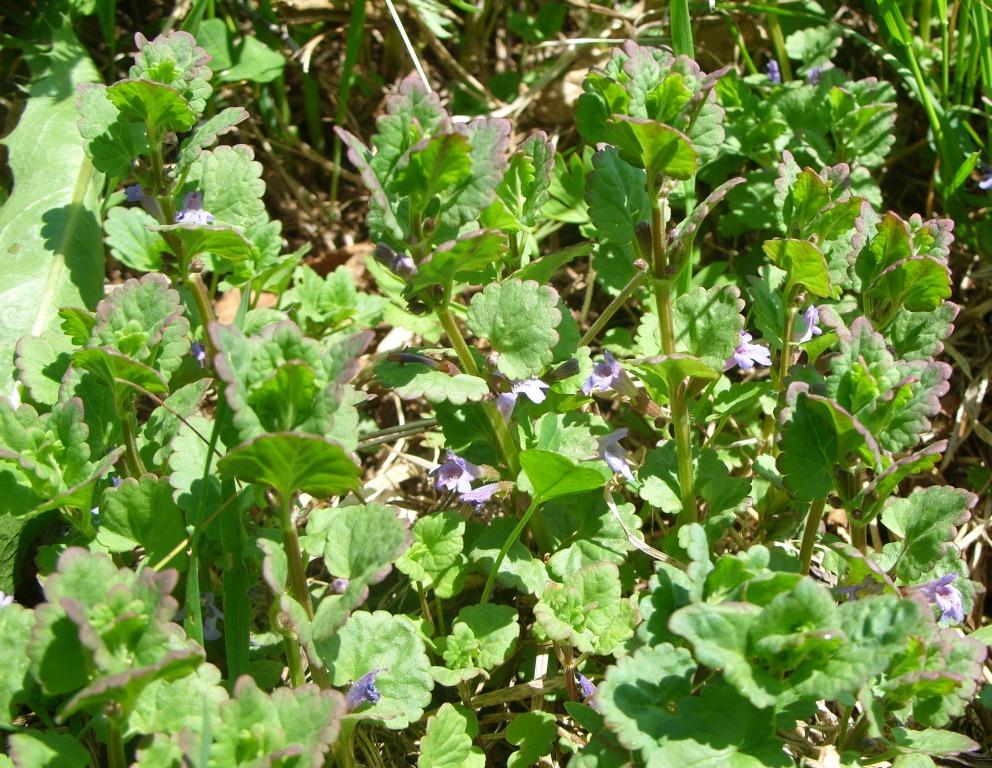 Image of Glechoma hederacea specimen.